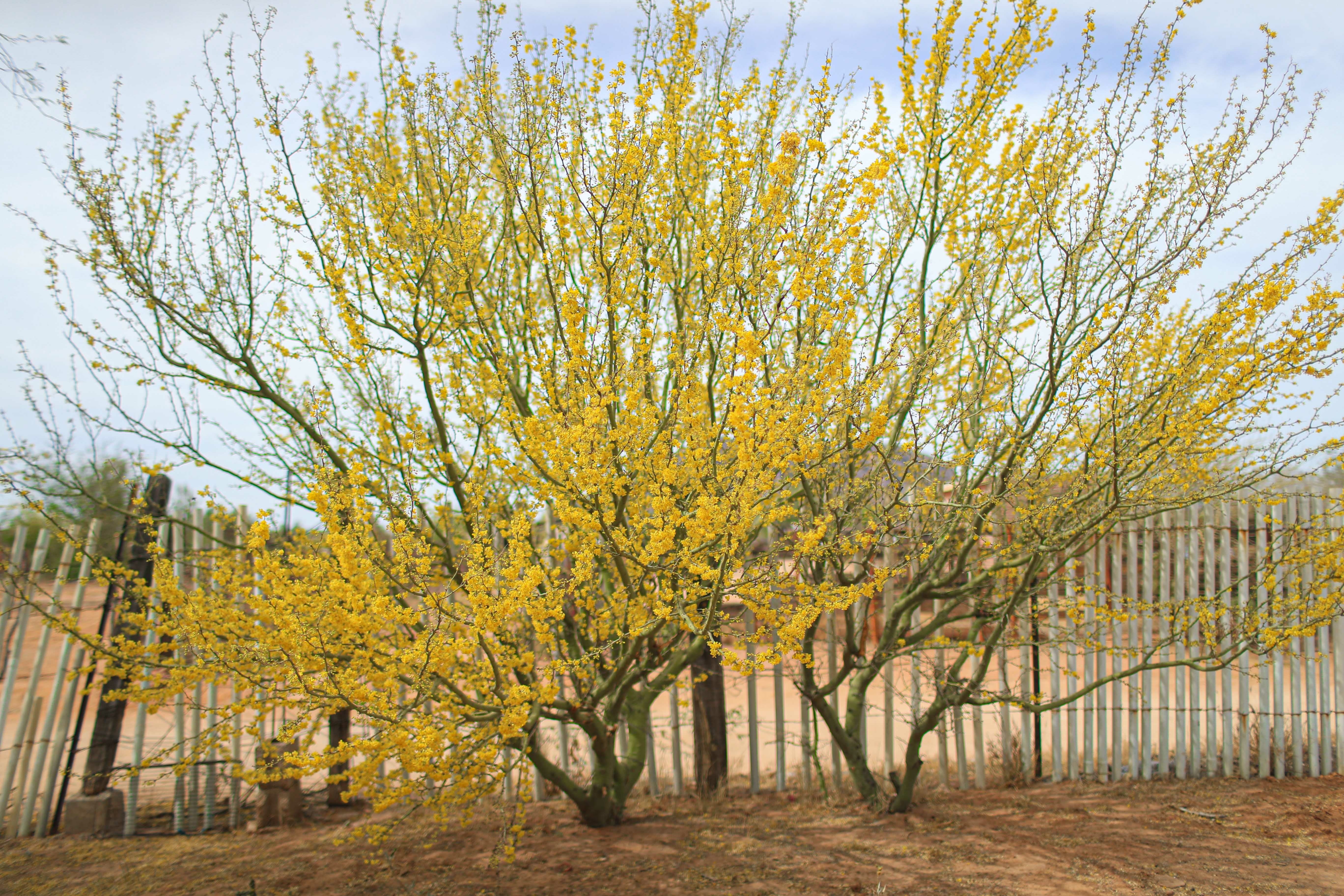 Retama - Image 3