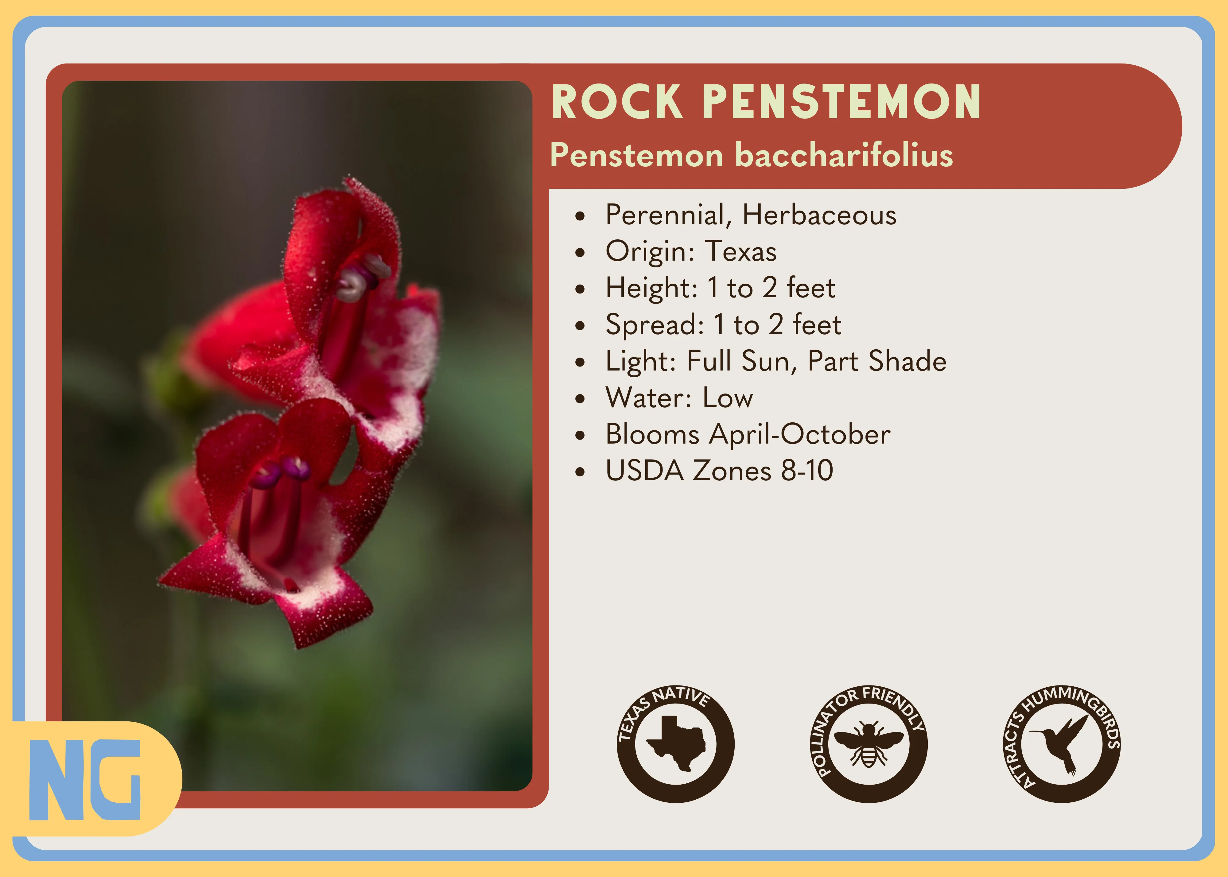 Rock Penstemon - Image 3
