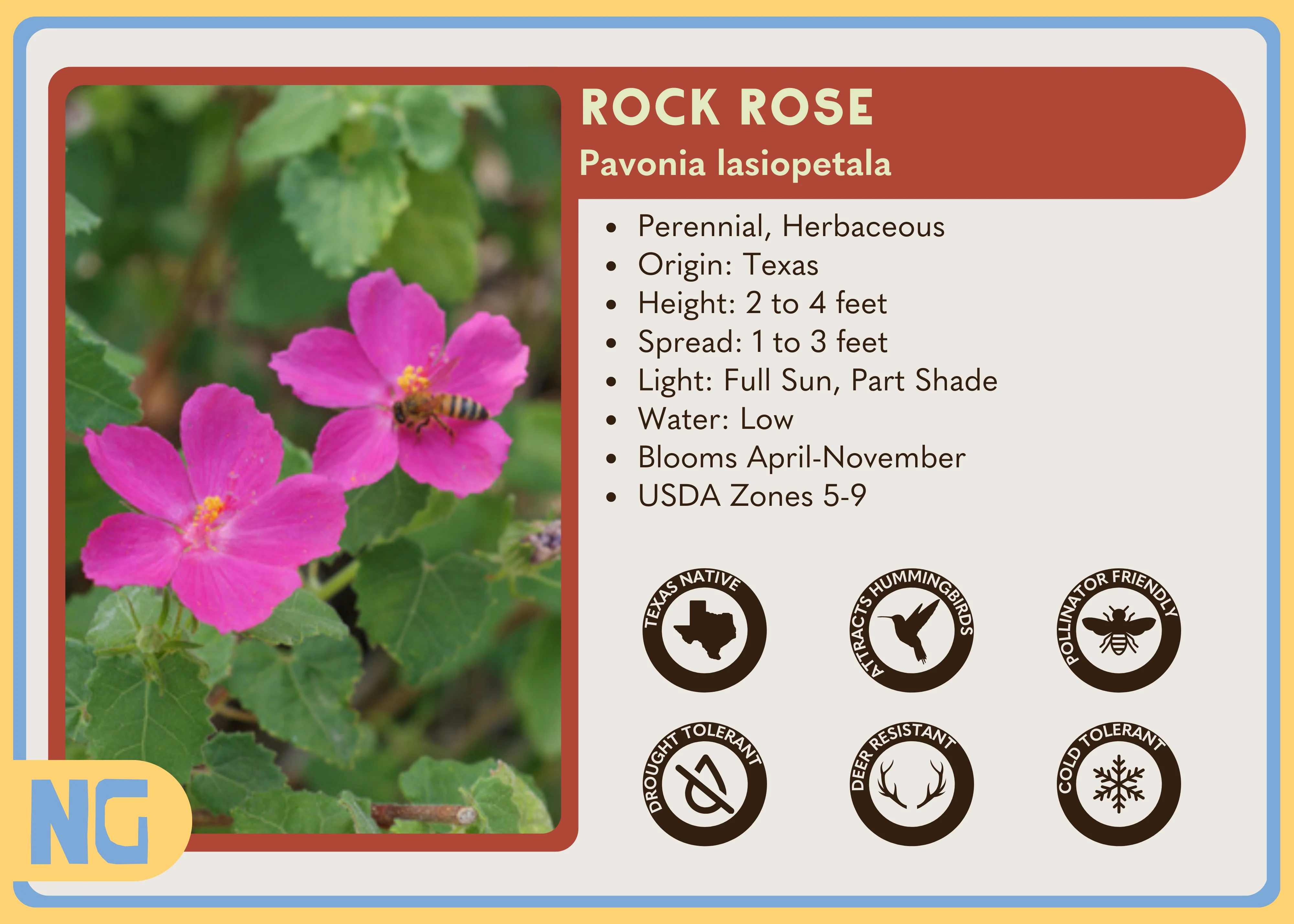 Rock Rose - Image 3