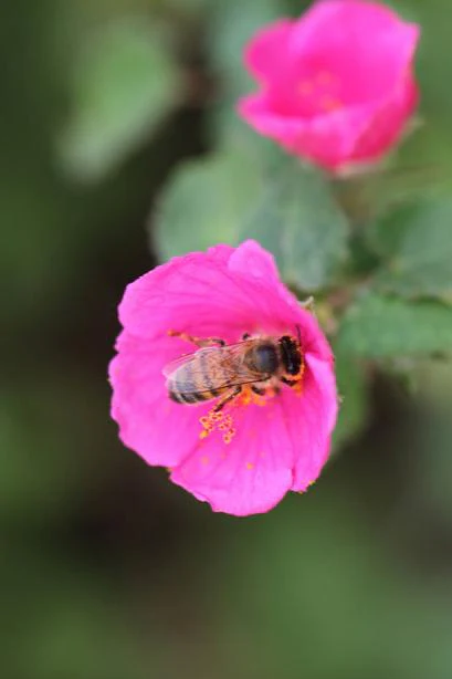 Rock Rose - Image 4