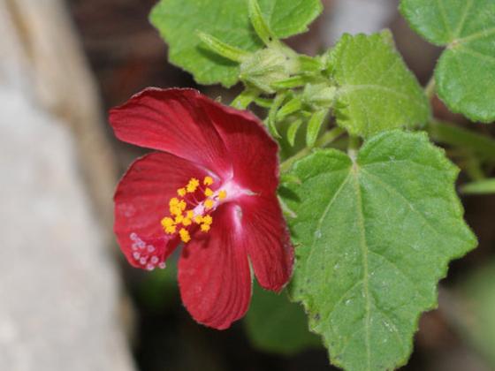 Rock Rose 'Ellen's Legacy' - Image 3