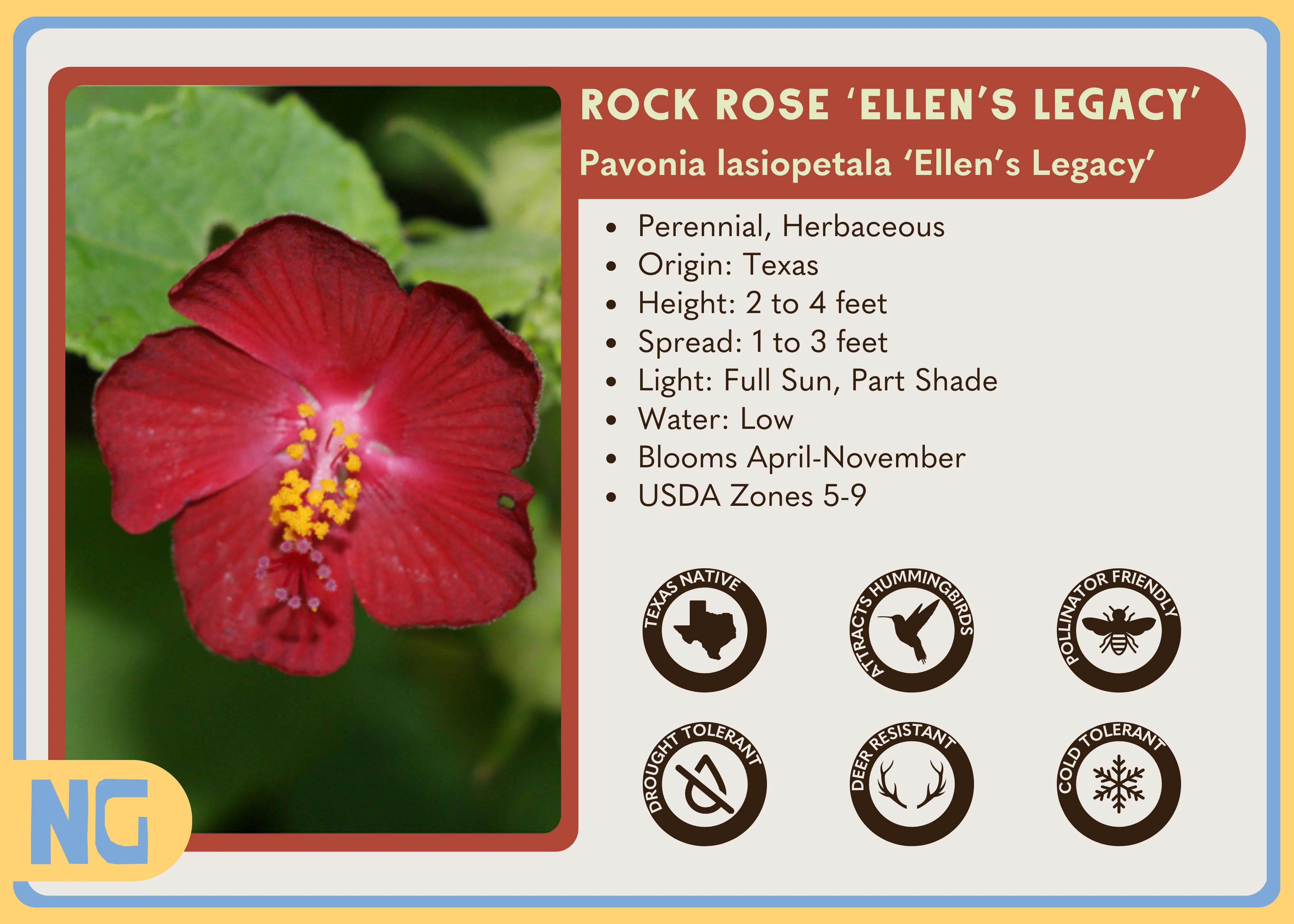 Rock Rose 'Ellen's Legacy' - Image 4