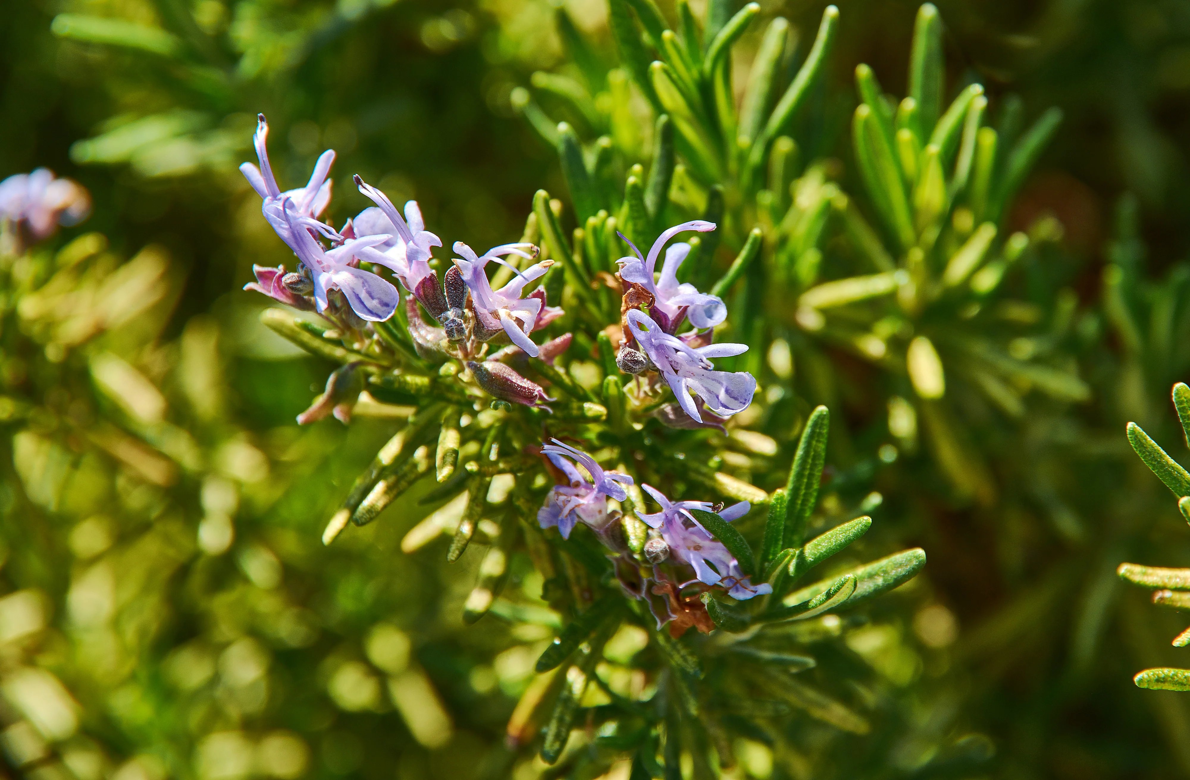 Creeping Rosemary - Image 3