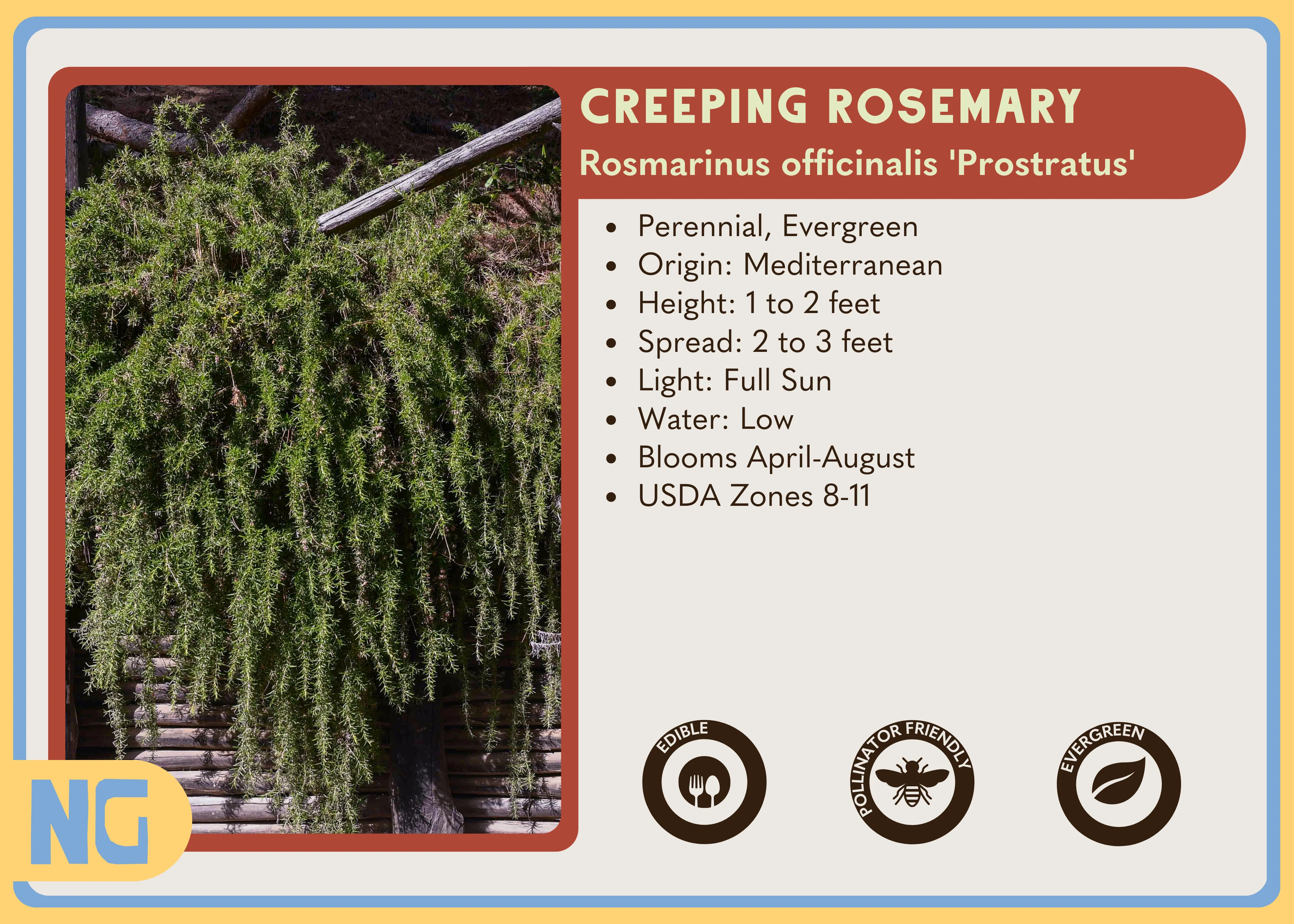 Creeping Rosemary - Image 4