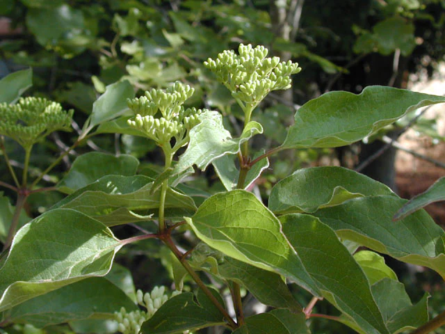 Roughleaf Dogwood - Image 3