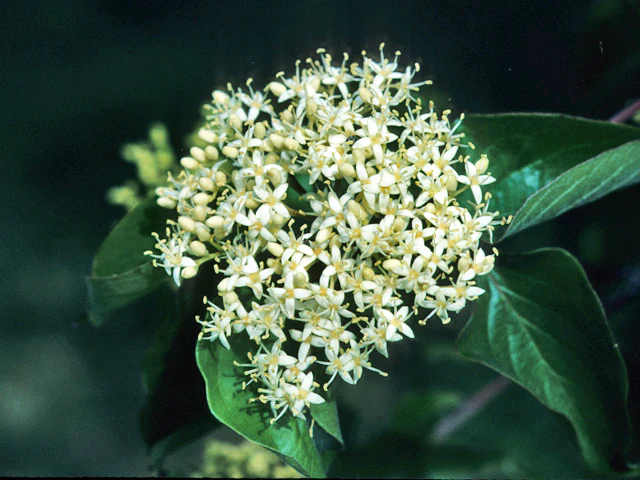 Roughleaf Dogwood - Image 4