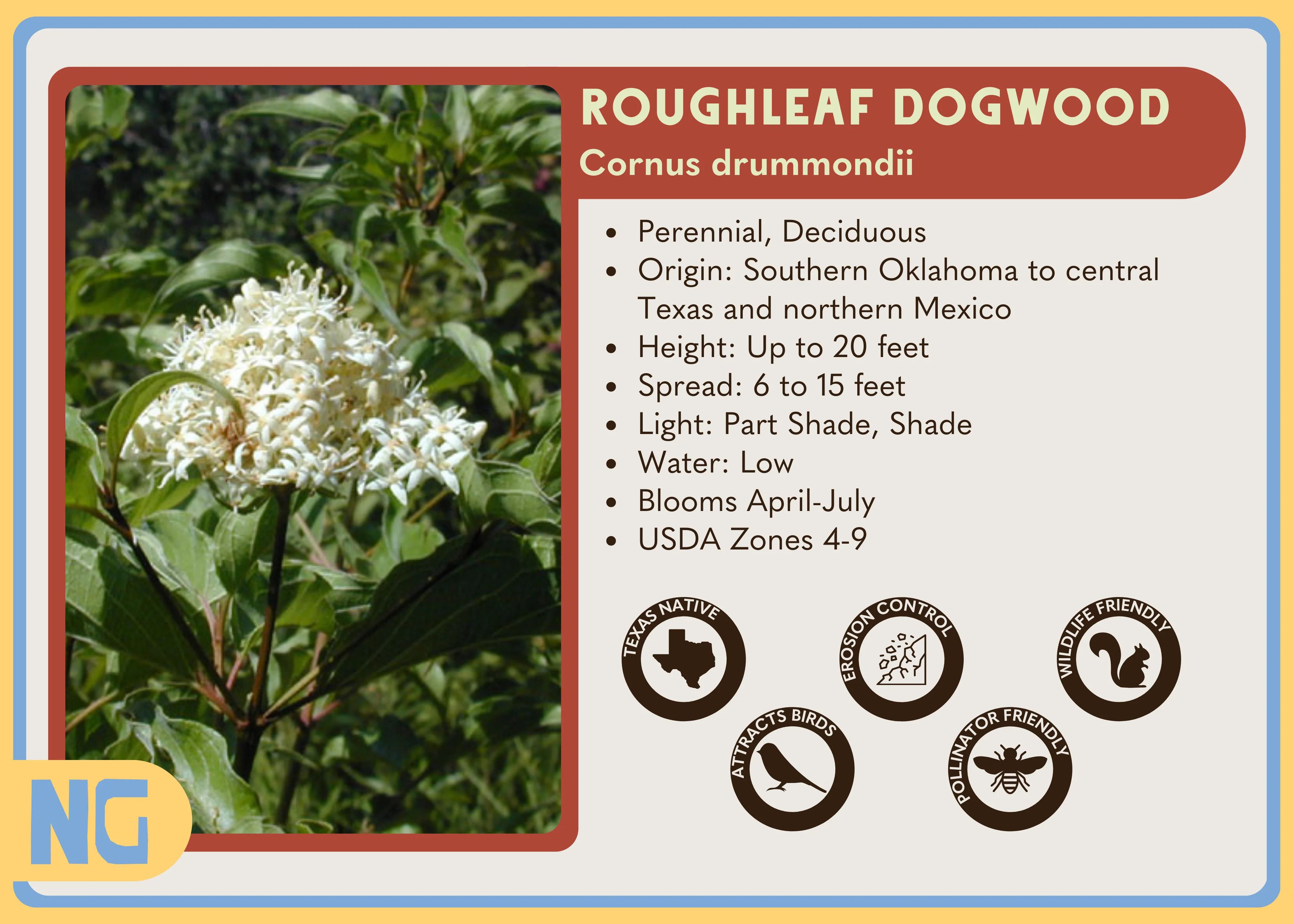 Roughleaf Dogwood - Image 5