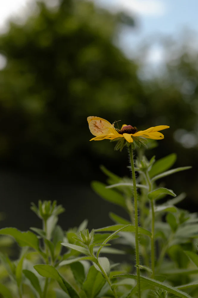 Black-Eyed Susan - Image 3