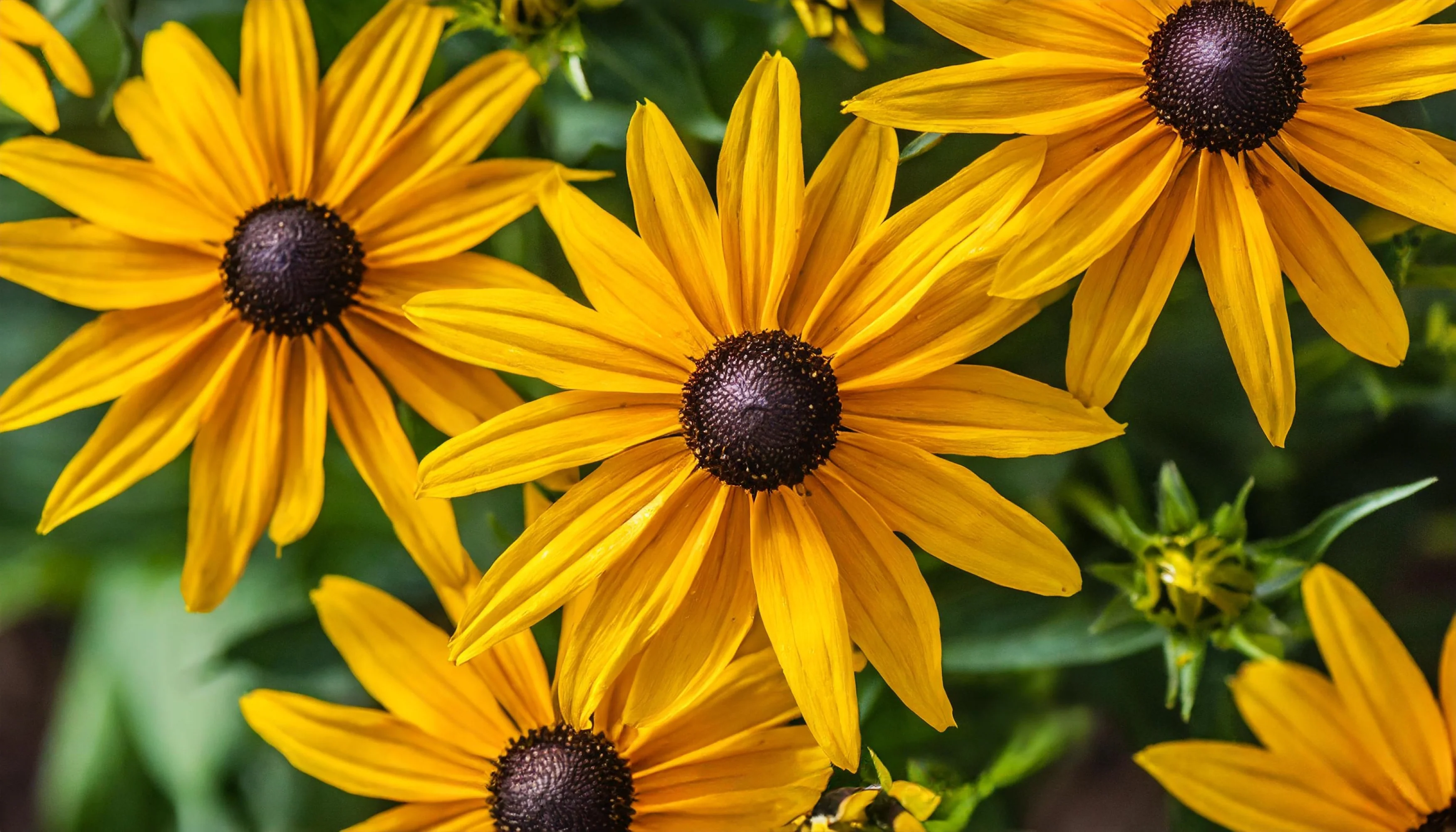 Black-Eyed Susan - Image 4