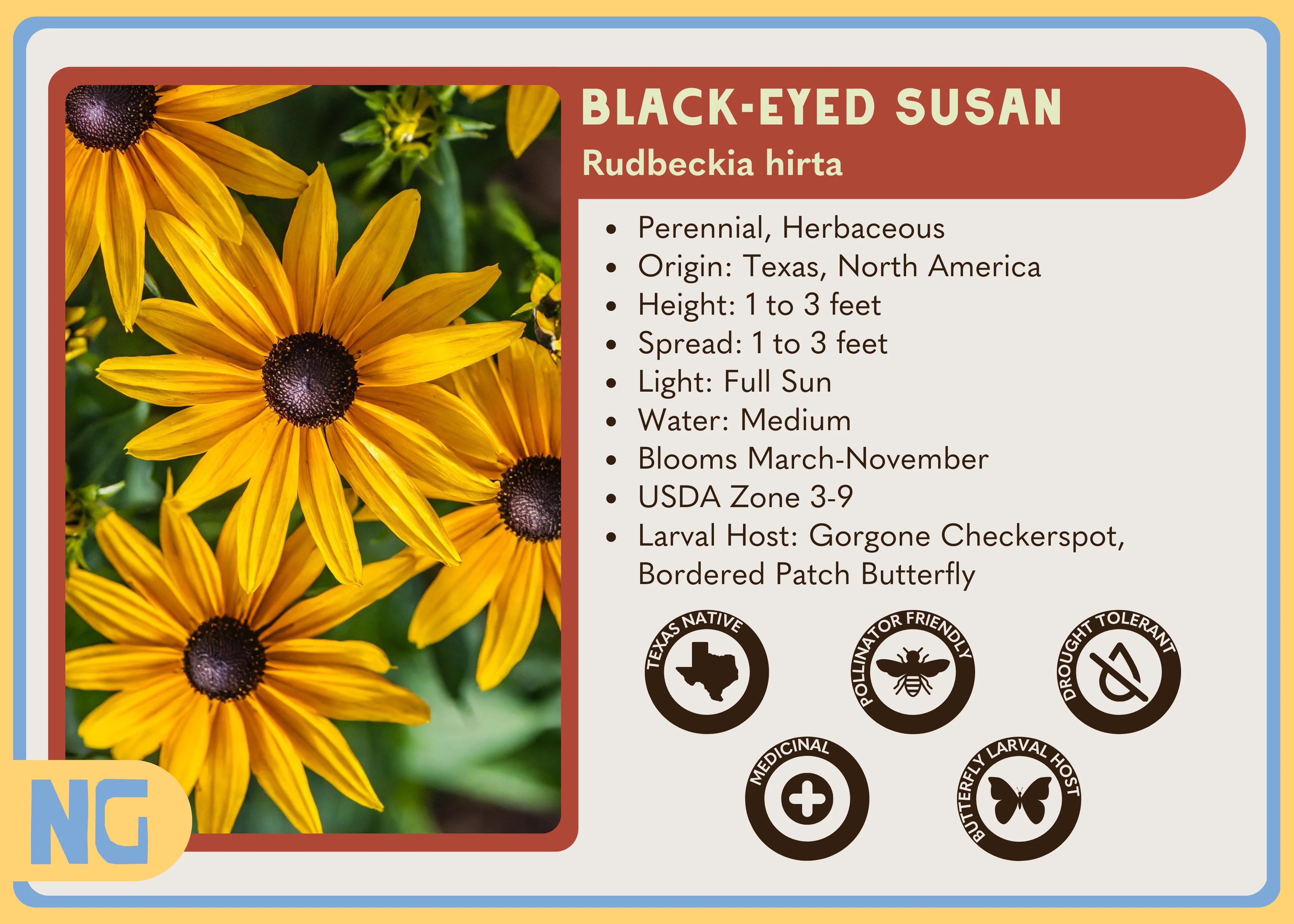 Black-Eyed Susan - Image 5