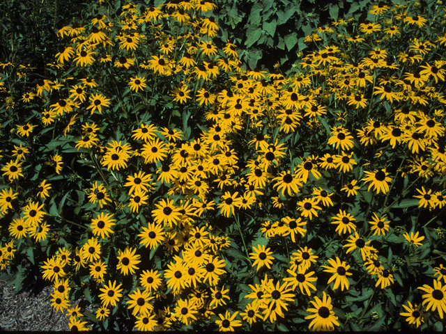 Rudbeckia 'Goldstrum' - Image 2