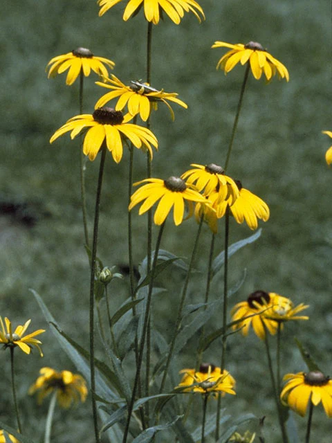 Rudbeckia 'Goldstrum' - Image 3