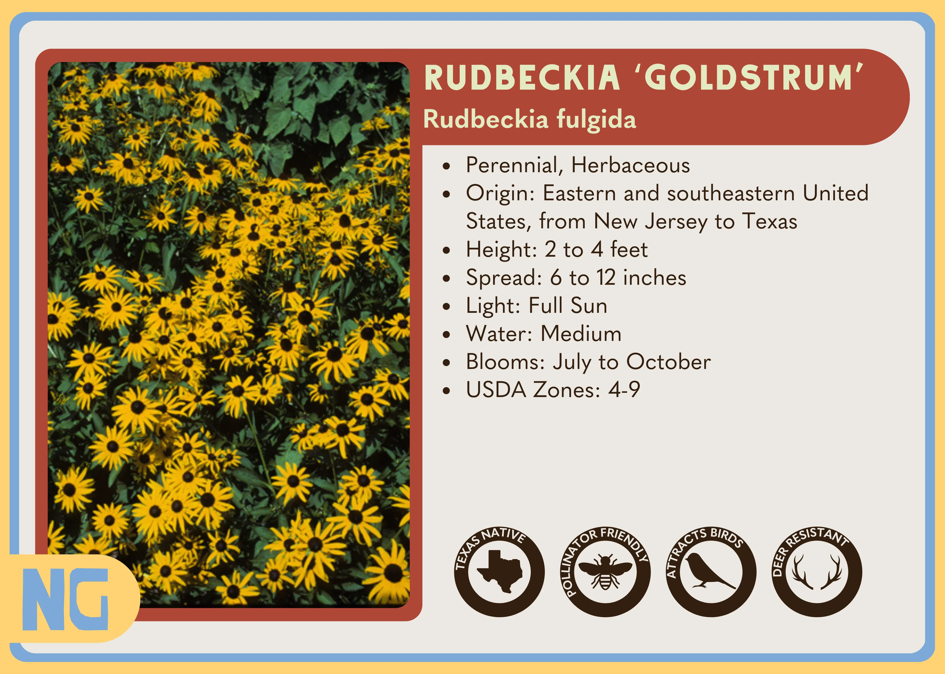 Rudbeckia 'Goldstrum' - Image 4