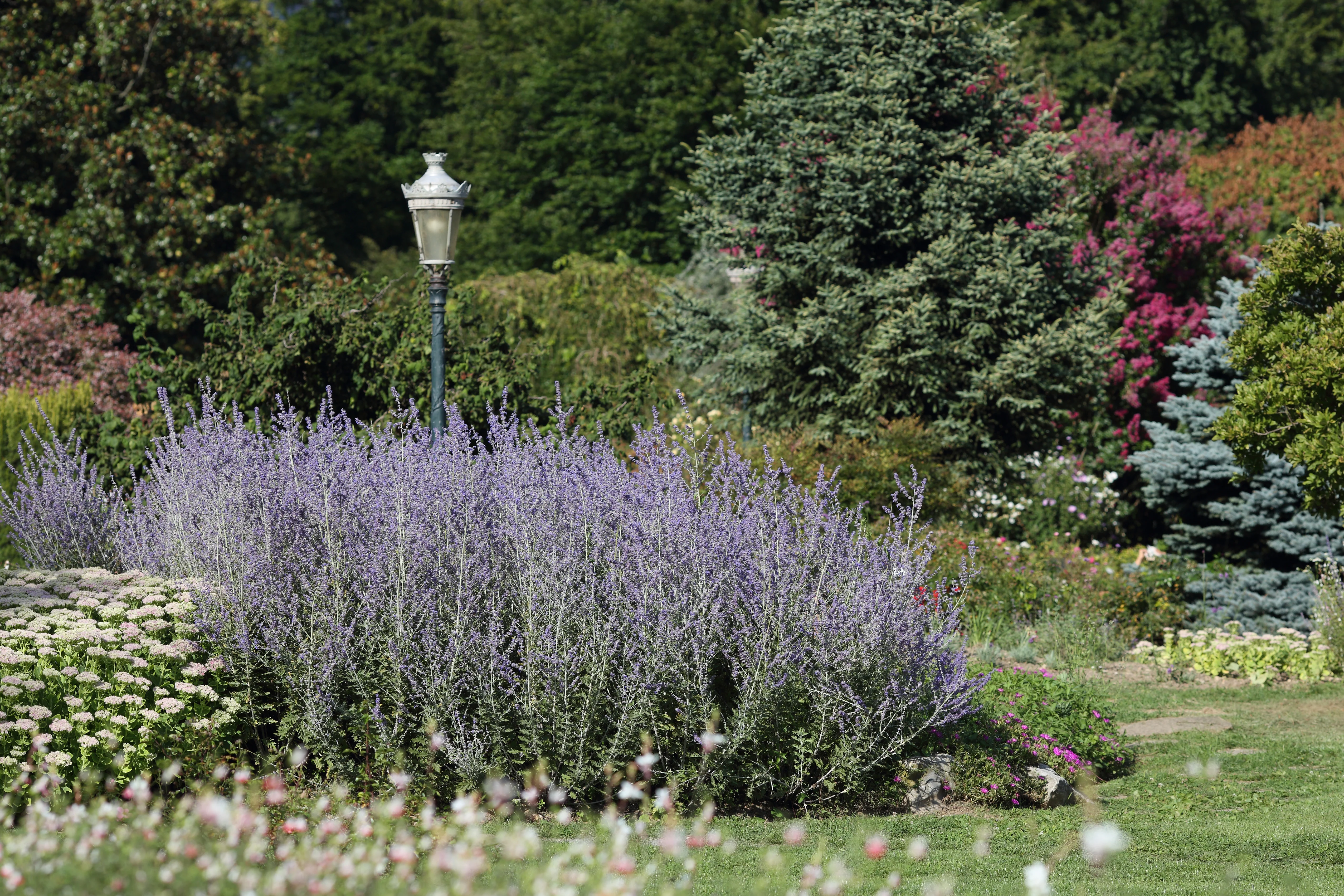 Russian Sage - Image 3