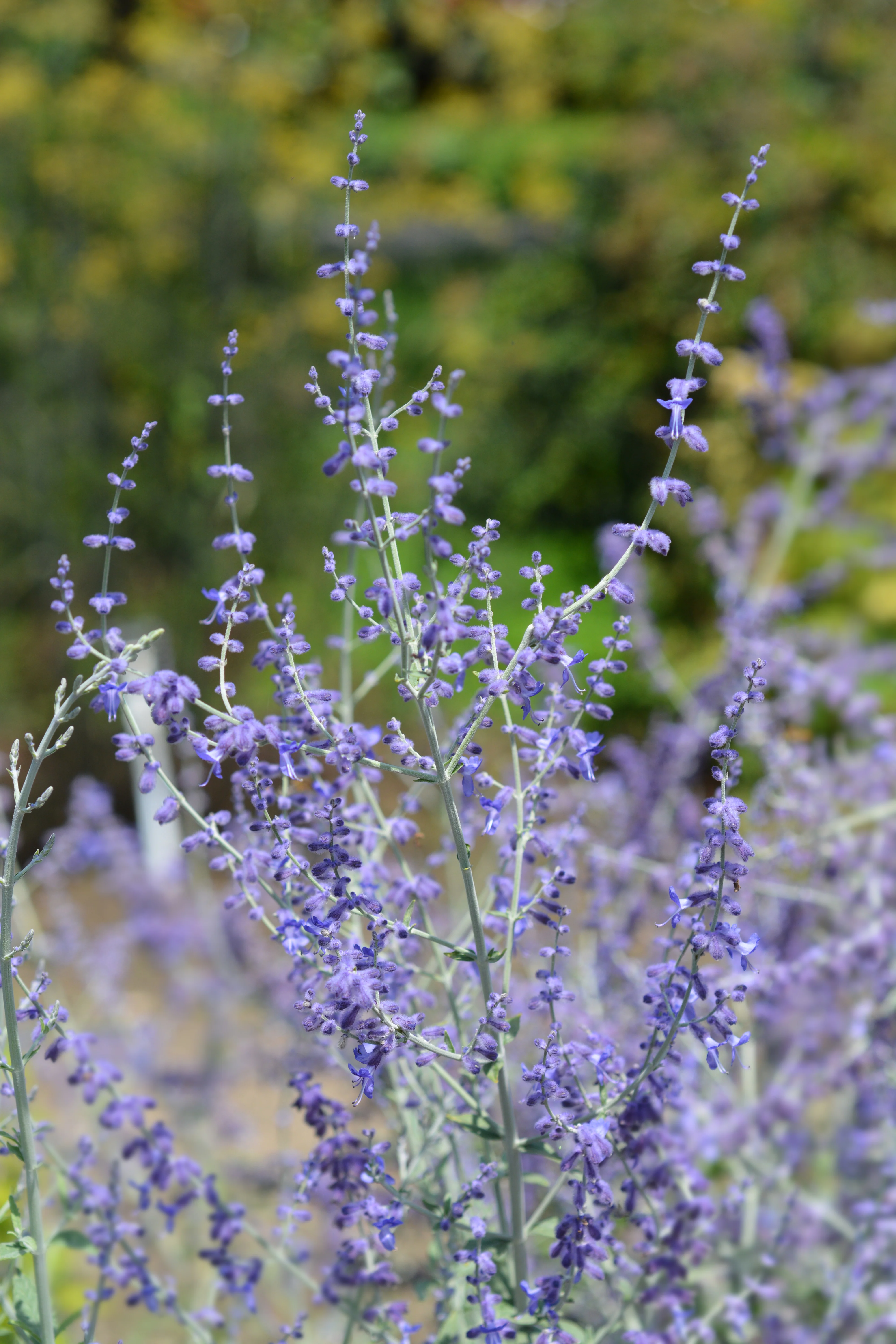 Russian Sage - Image 4