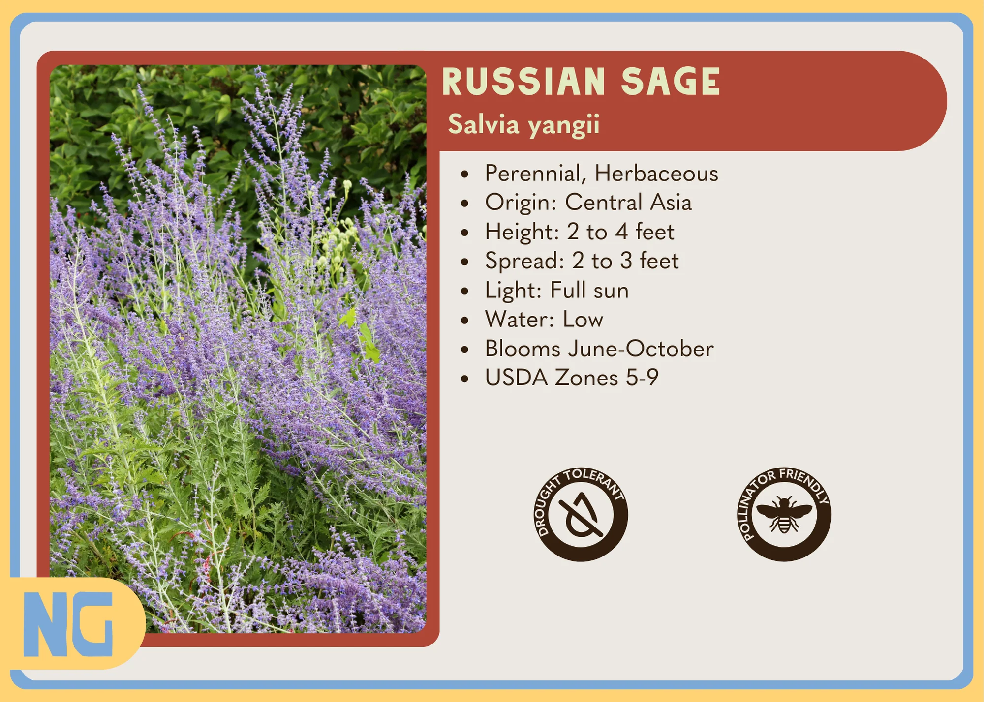Russian Sage - Image 5