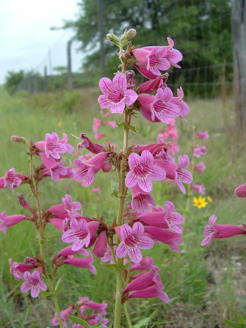 Scarlet Penstemon - Image 3