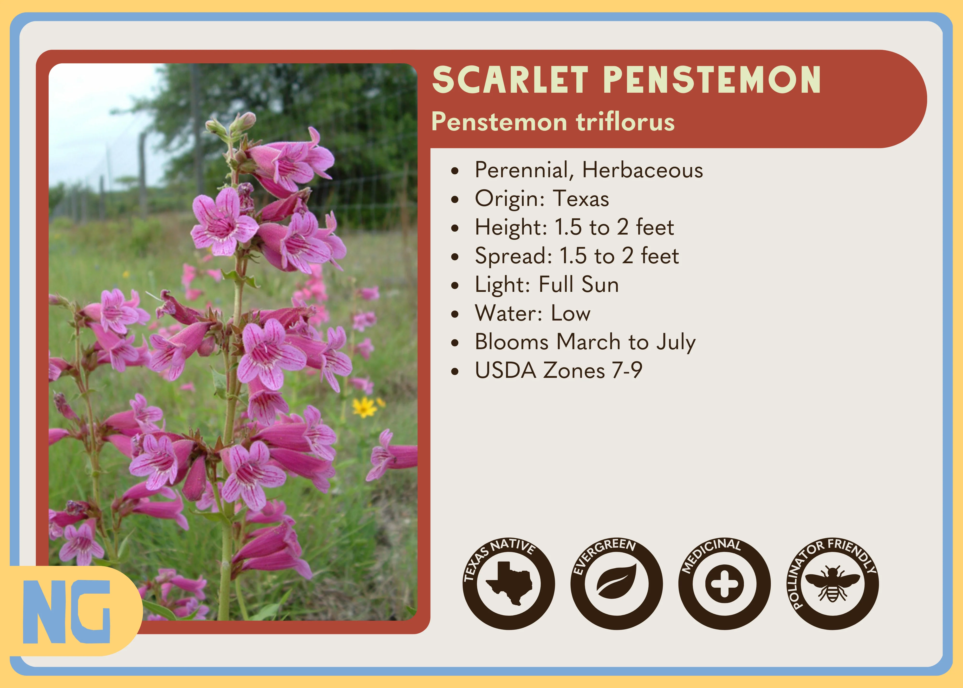 Scarlet Penstemon - Image 4