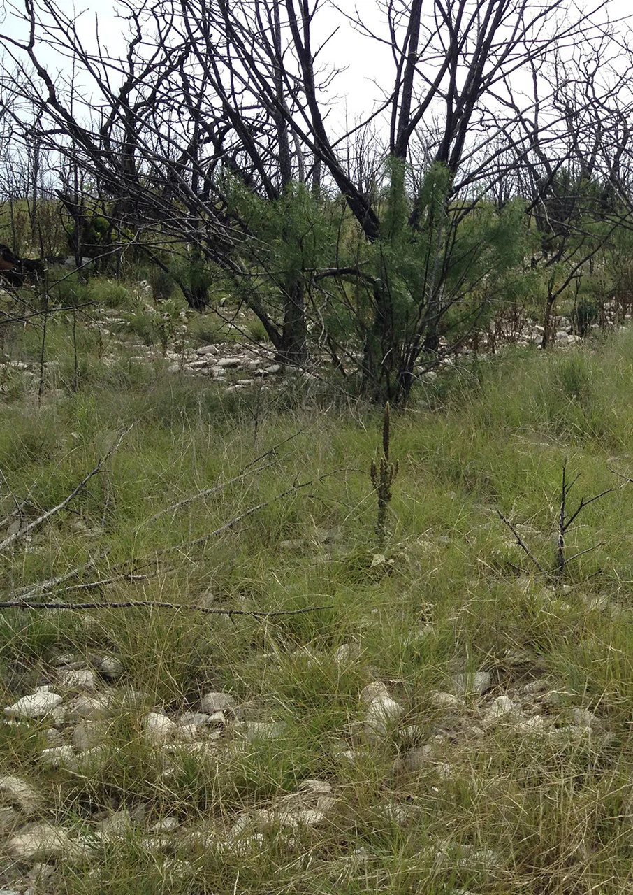 Scorched Earth Recovery Mix - Image 5