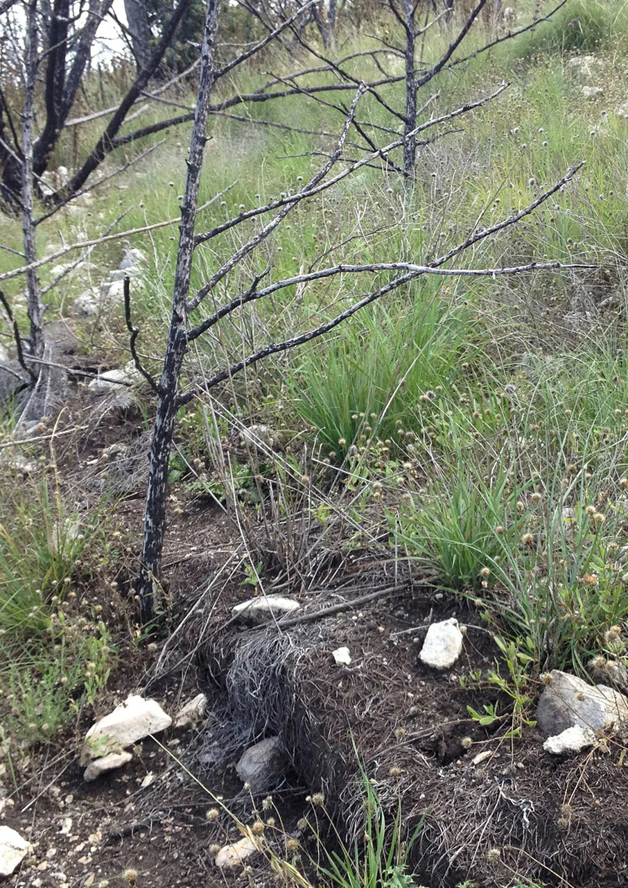 Scorched Earth Recovery Mix - Image 6