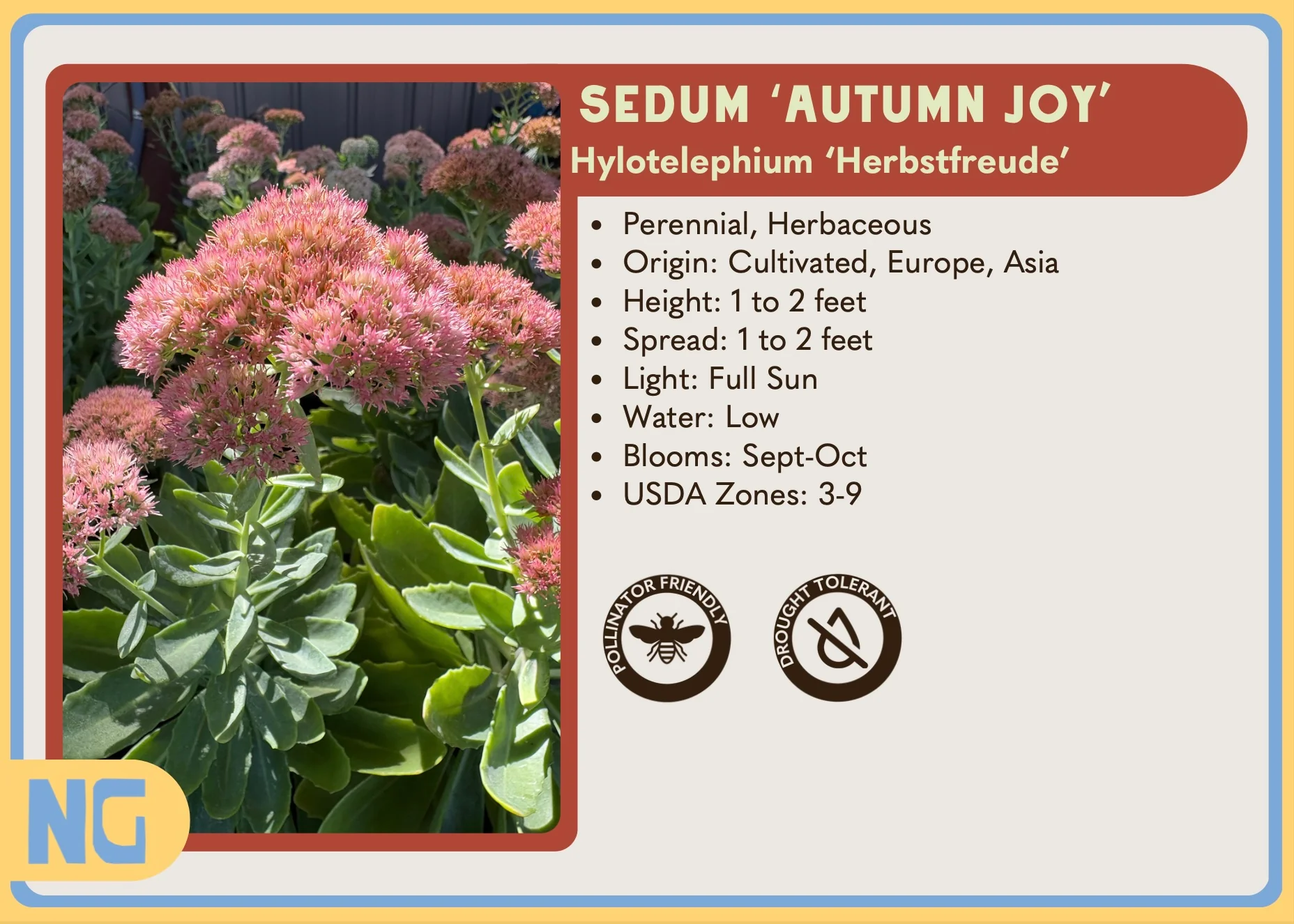 Sedum Autumn Joy - Image 2