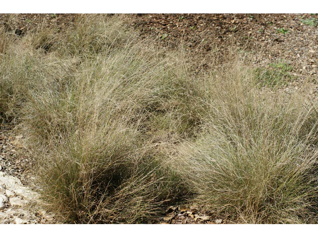 Seep Muhly - Image 2