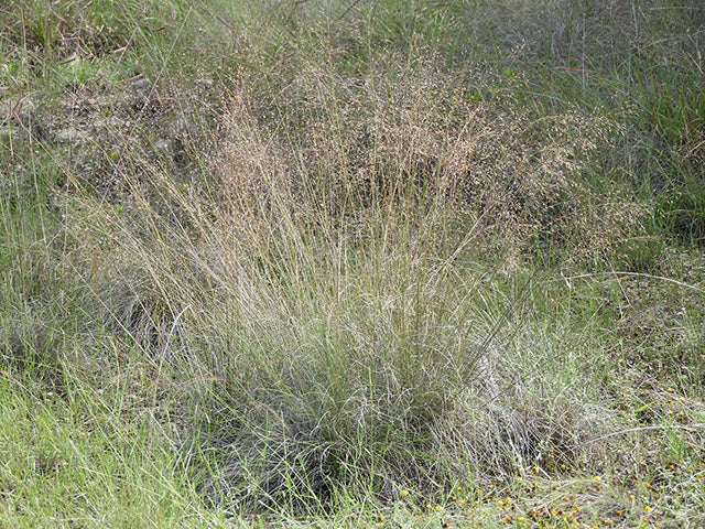 Seep Muhly - Image 3