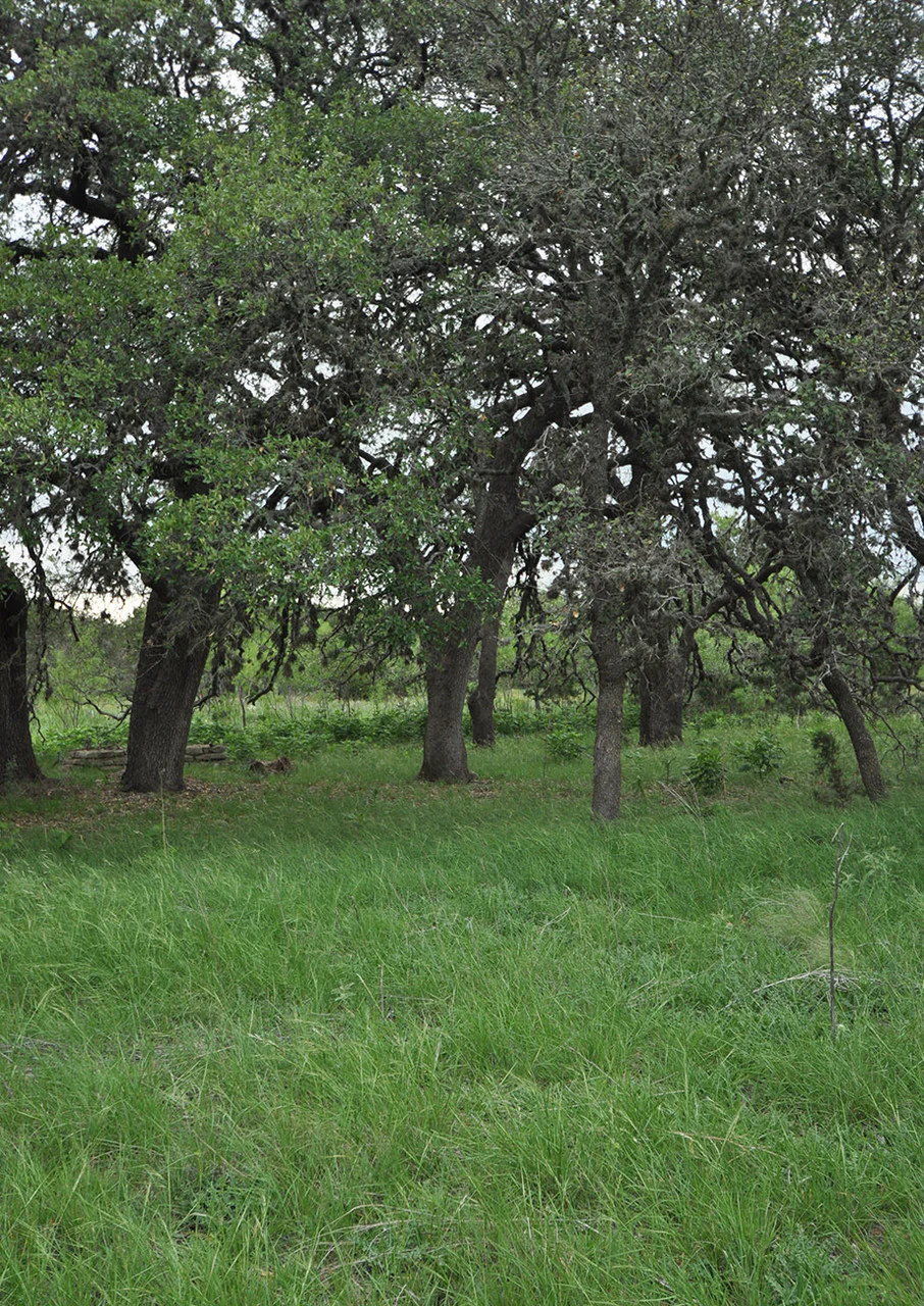 Shade-Friendly Grass Mix - Image 3