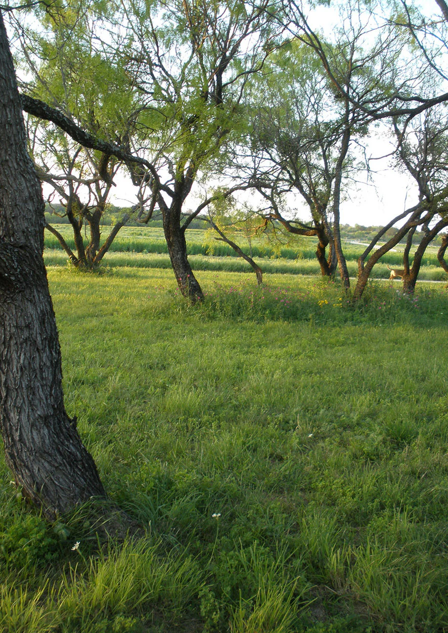 Shade-Friendly Grass Mix - Image 4
