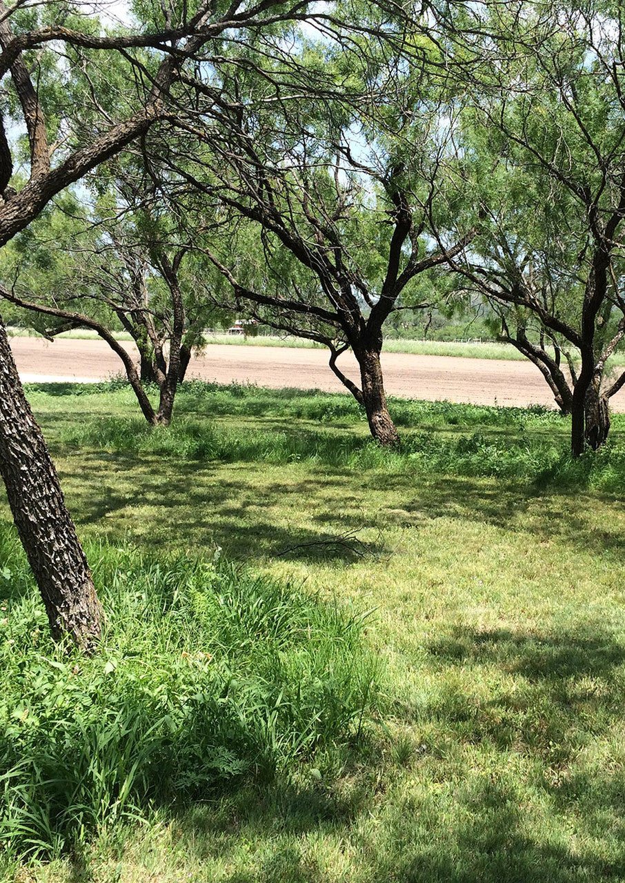 Shade-Friendly Grass Mix - Image 5