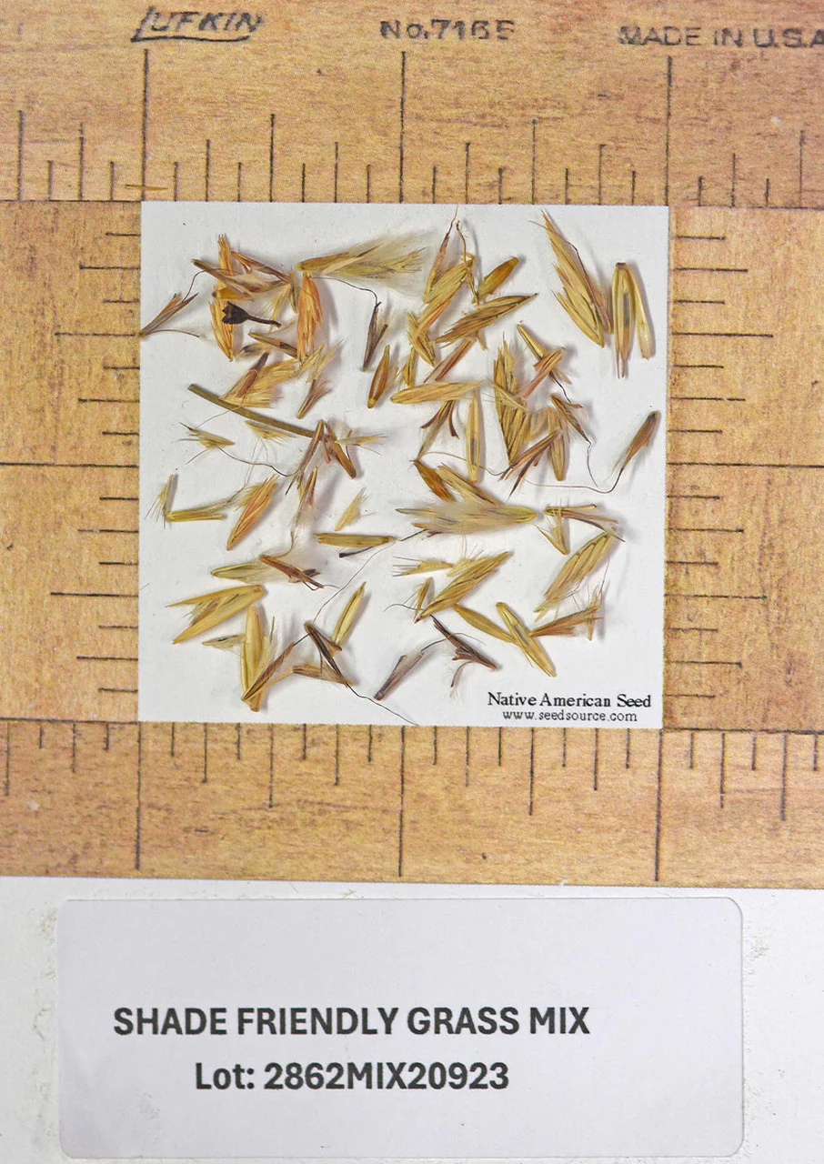 Shade-Friendly Grass Mix - Image 6