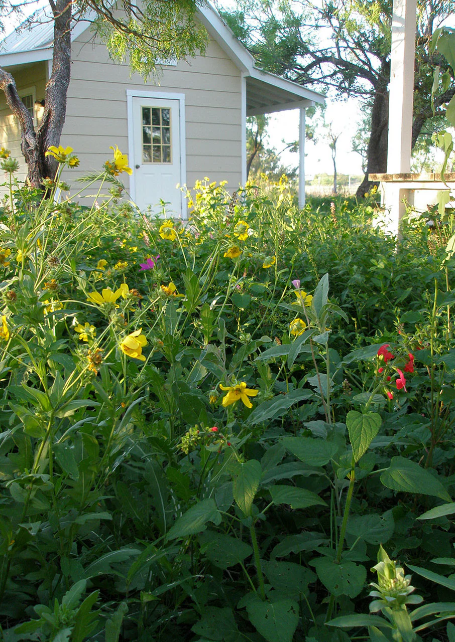 Shade-Friendly Wildflower Mix - Image 3