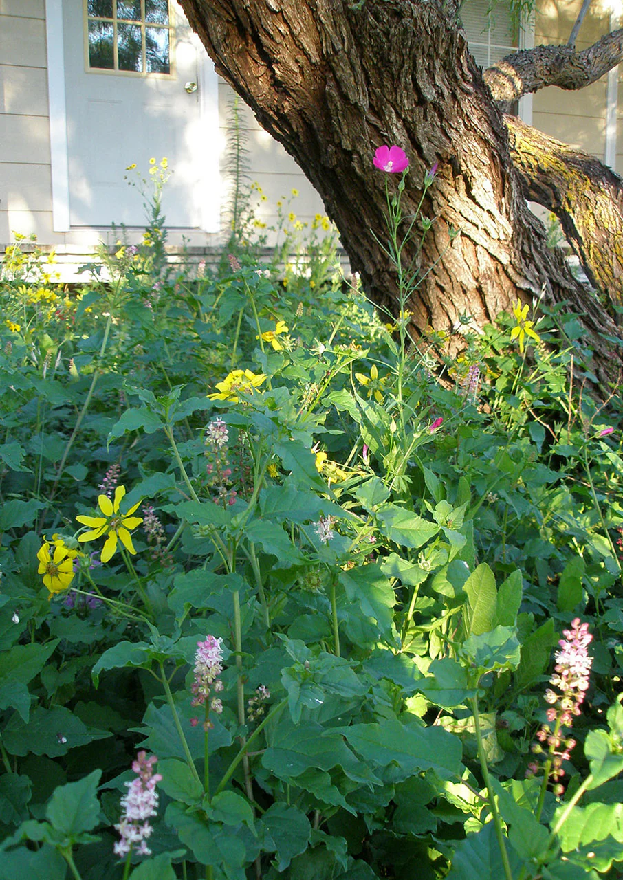 Shade-Friendly Wildflower Mix - Image 4