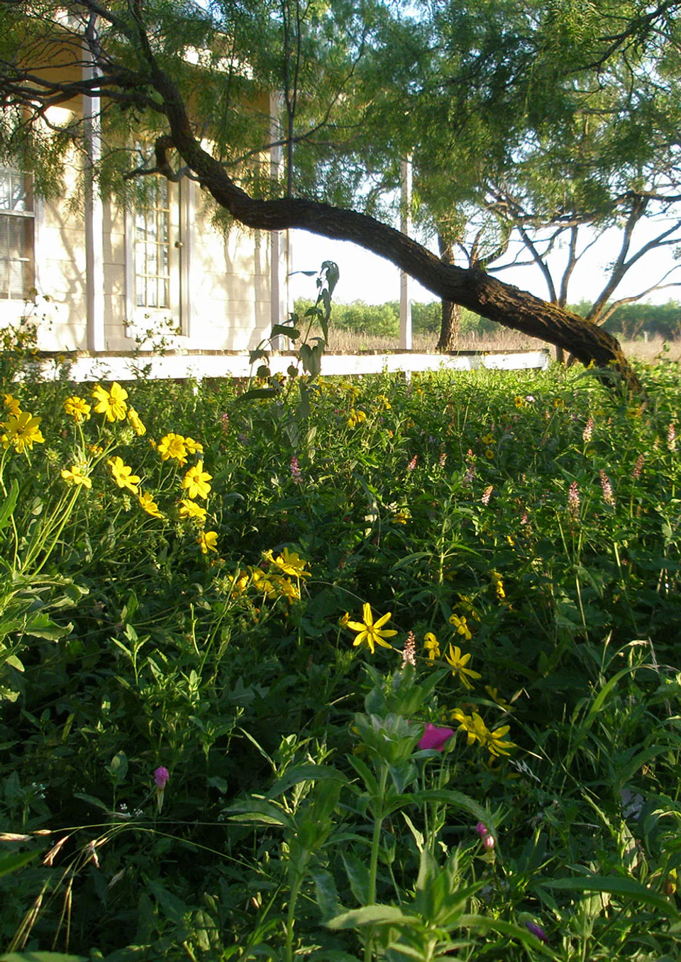 Shade-Friendly Wildflower Mix - Image 5