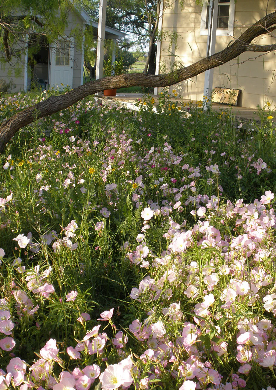 Shade-Friendly Wildflower Mix - Image 6