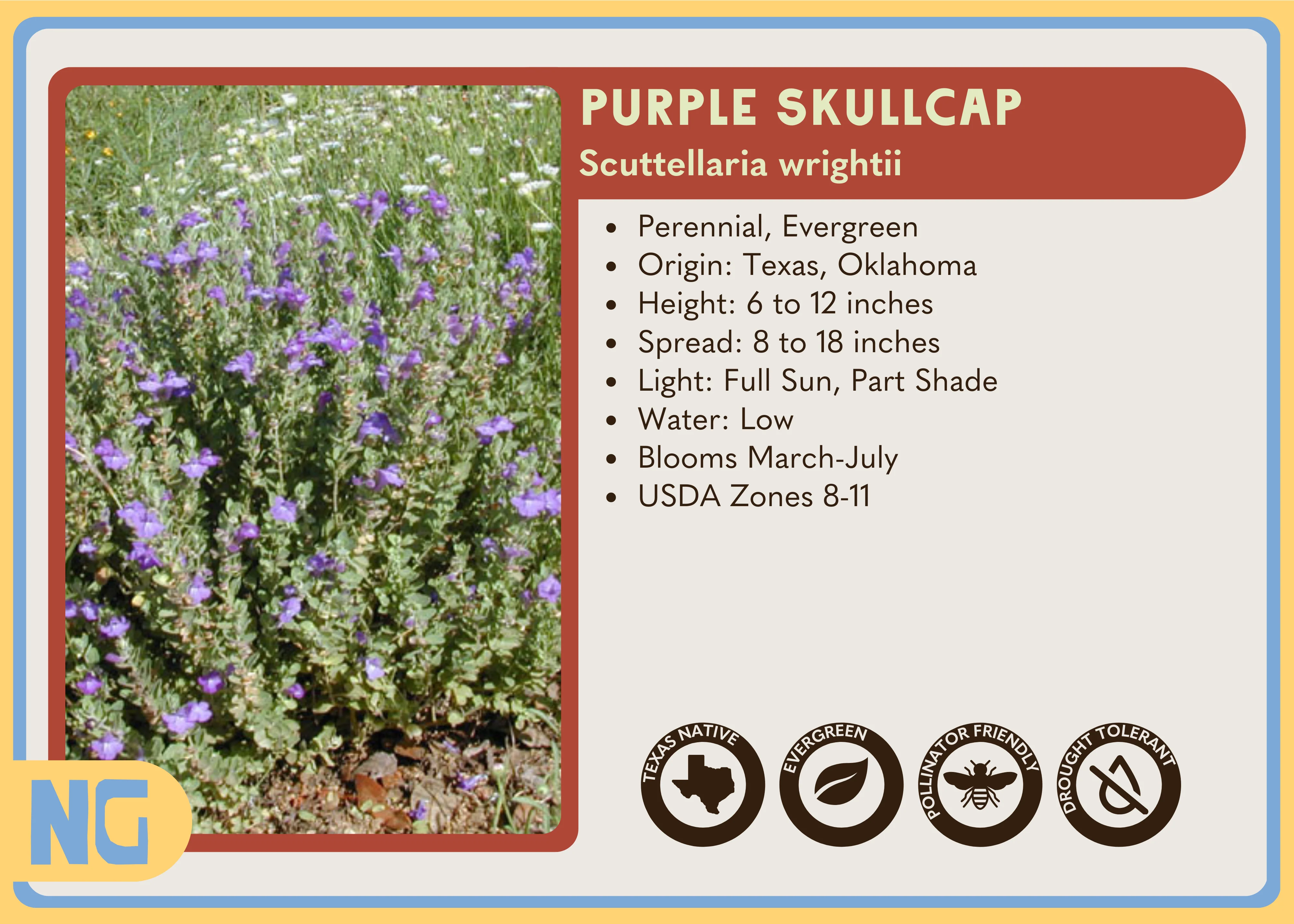Purple Skullcap - Image 3