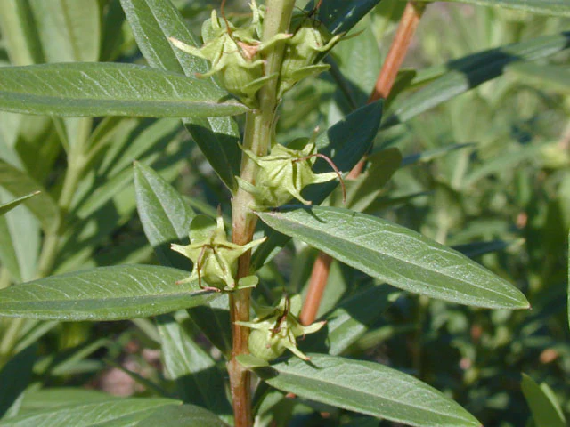 Shrubby Yellowcrest - Image 3