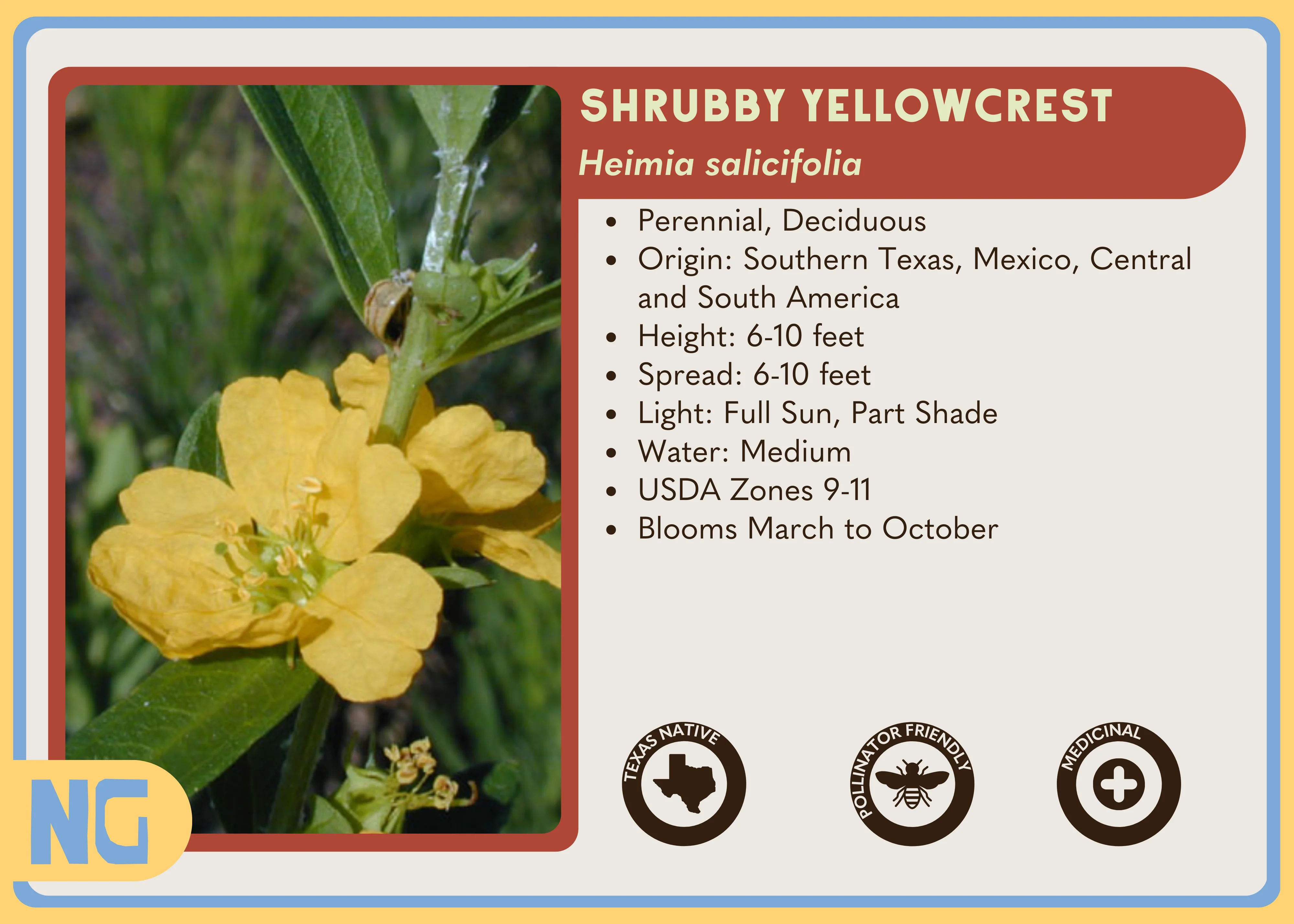 Shrubby Yellowcrest - Image 4