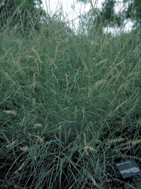 Sideoats Grama - Image 3