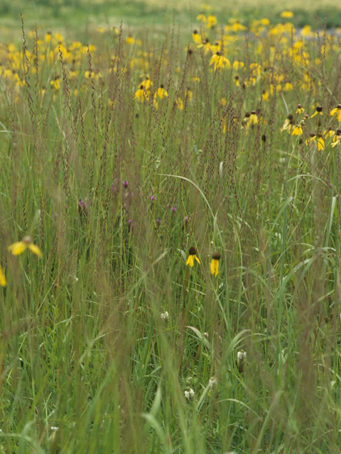 Sideoats Grama - Image 4