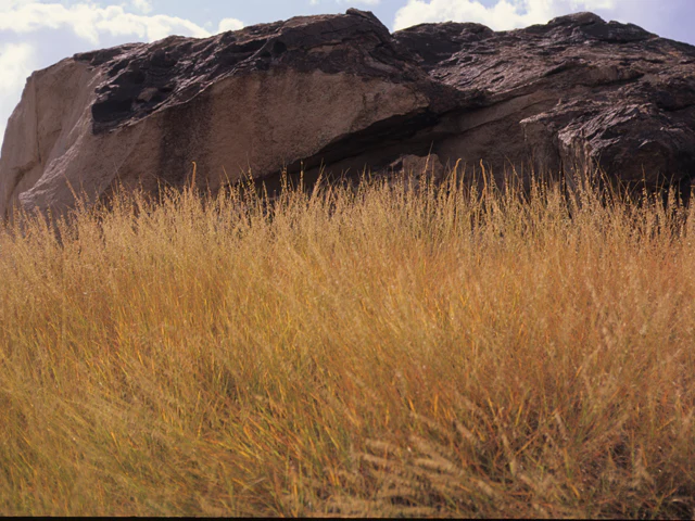 Sideoats Grama - Image 5