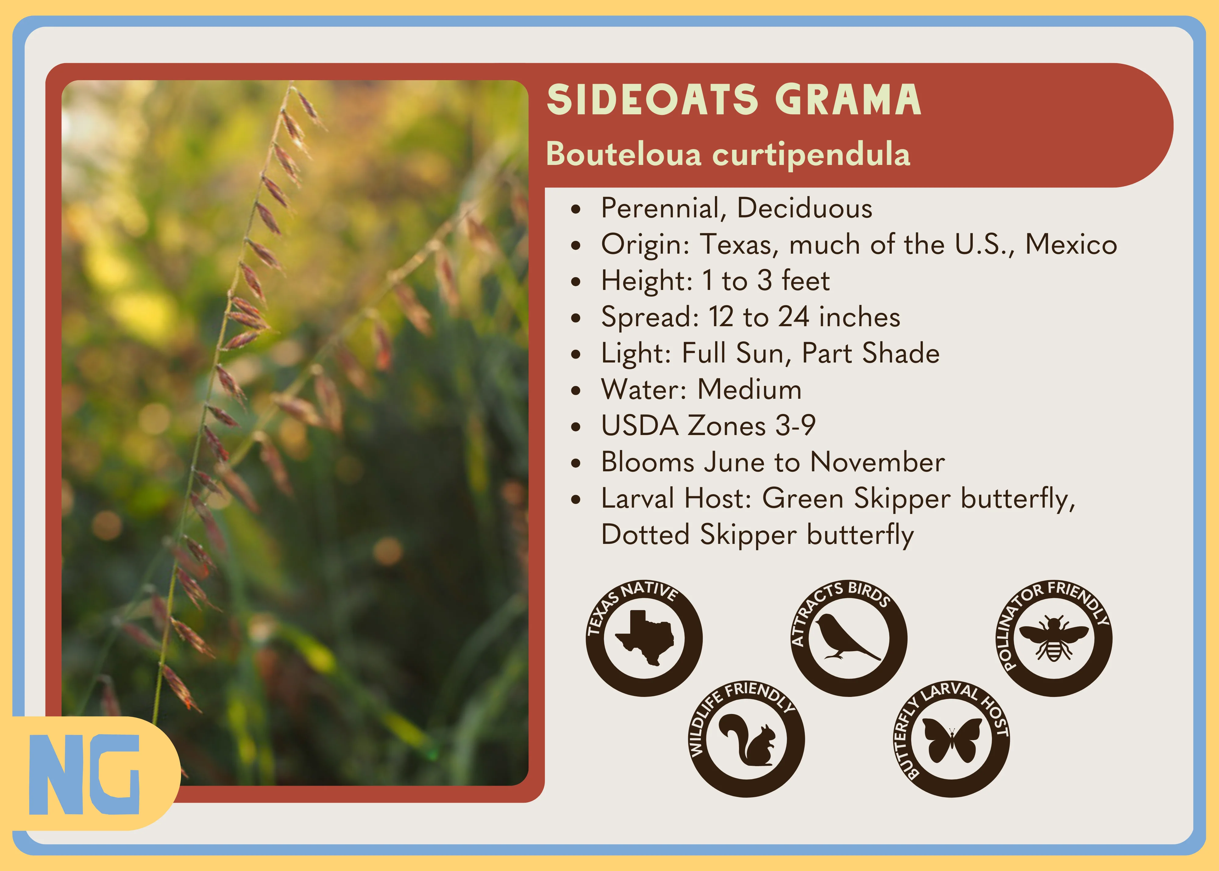 Sideoats Grama - Image 6