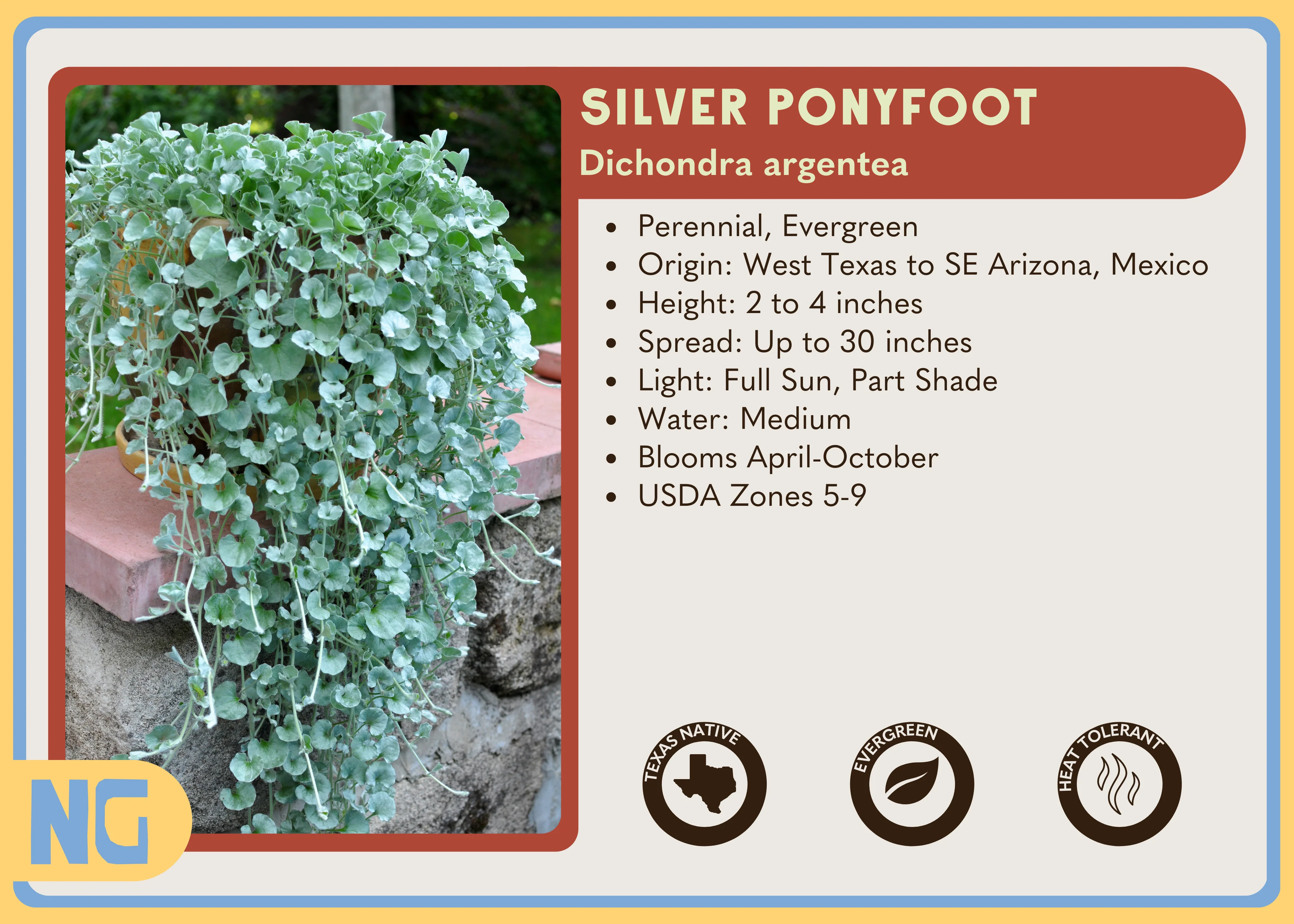 Silver Ponyfoot - Image 3