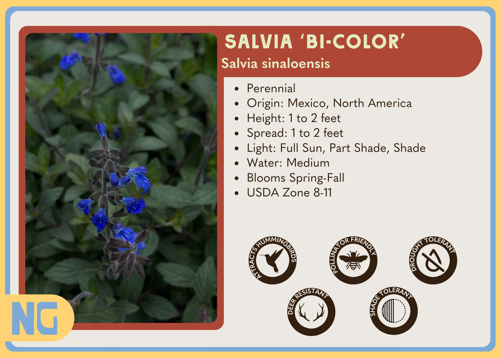 Salvia 'Bicolor' - Image 2
