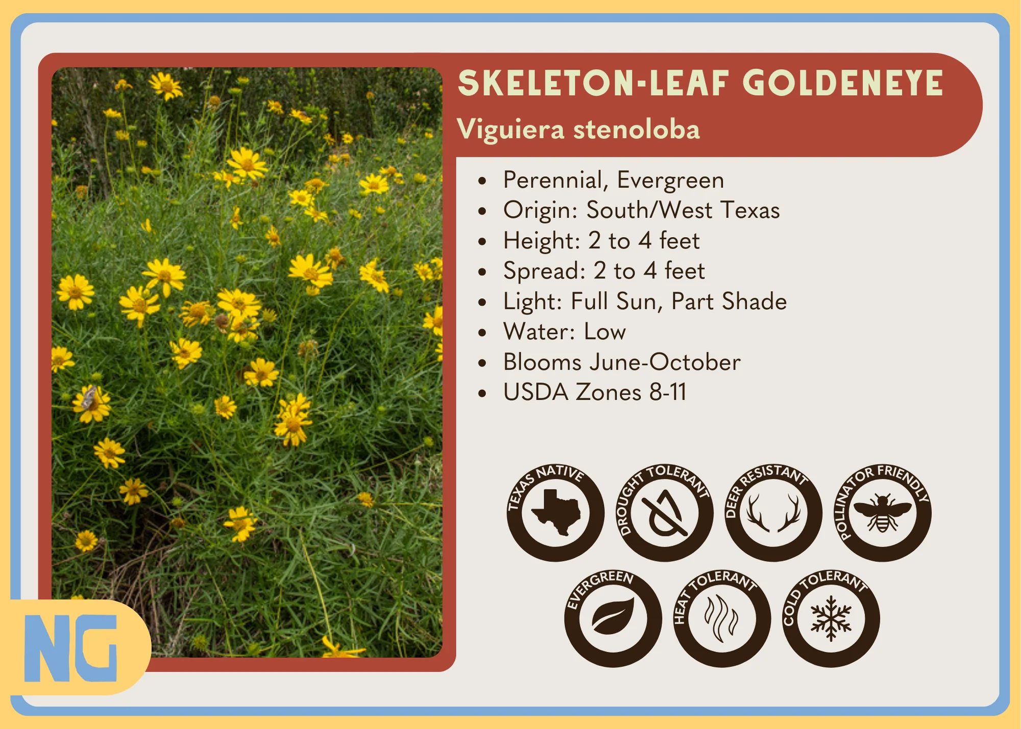 Skeleton-leaf Goldeneye - Image 4