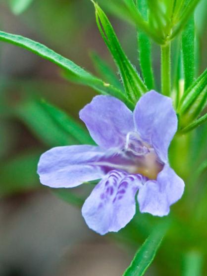 Snake Herb - Image 3