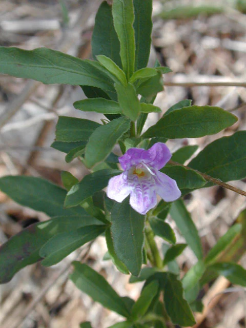 Snake Herb - Image 4