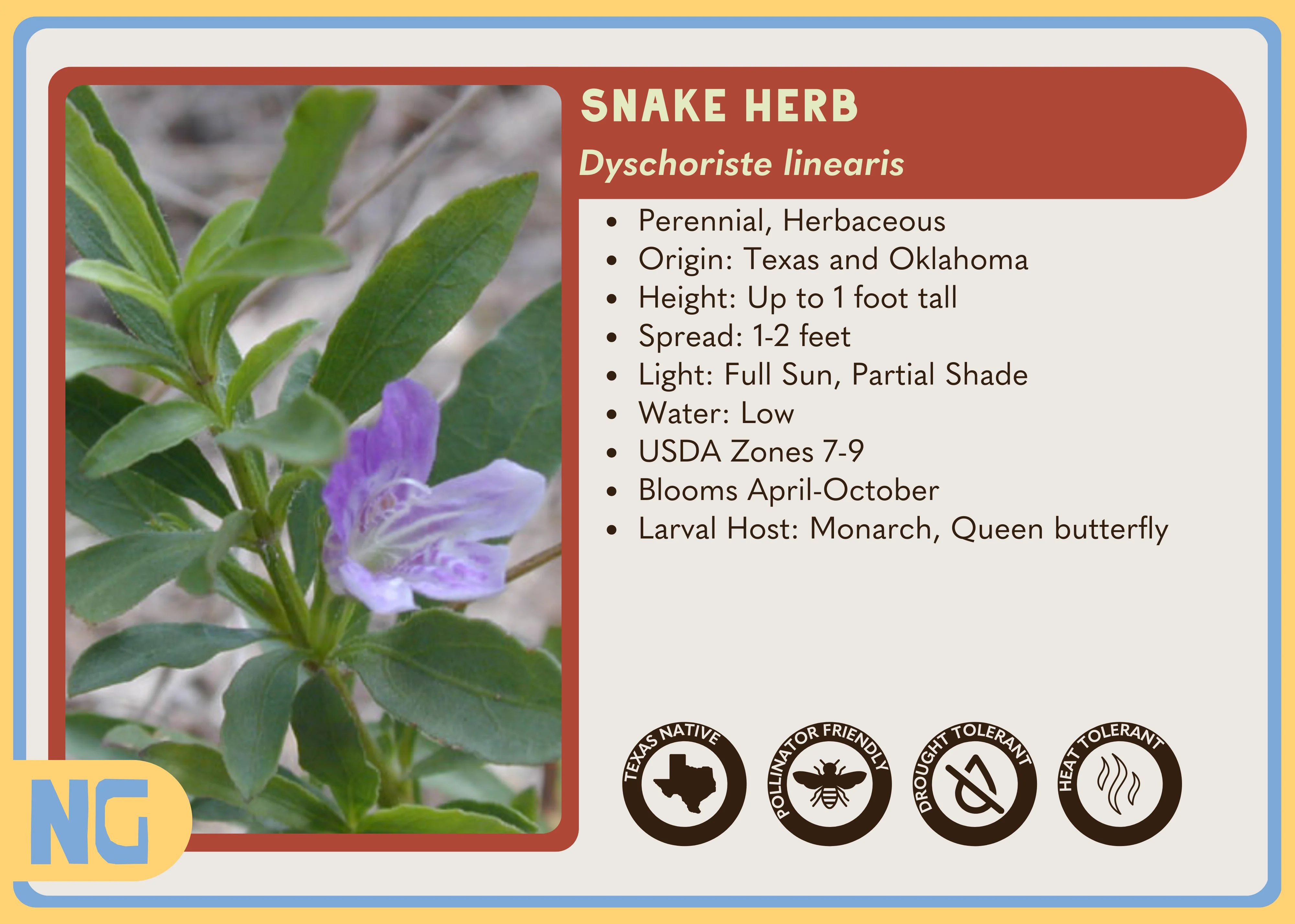 Snake Herb - Image 5