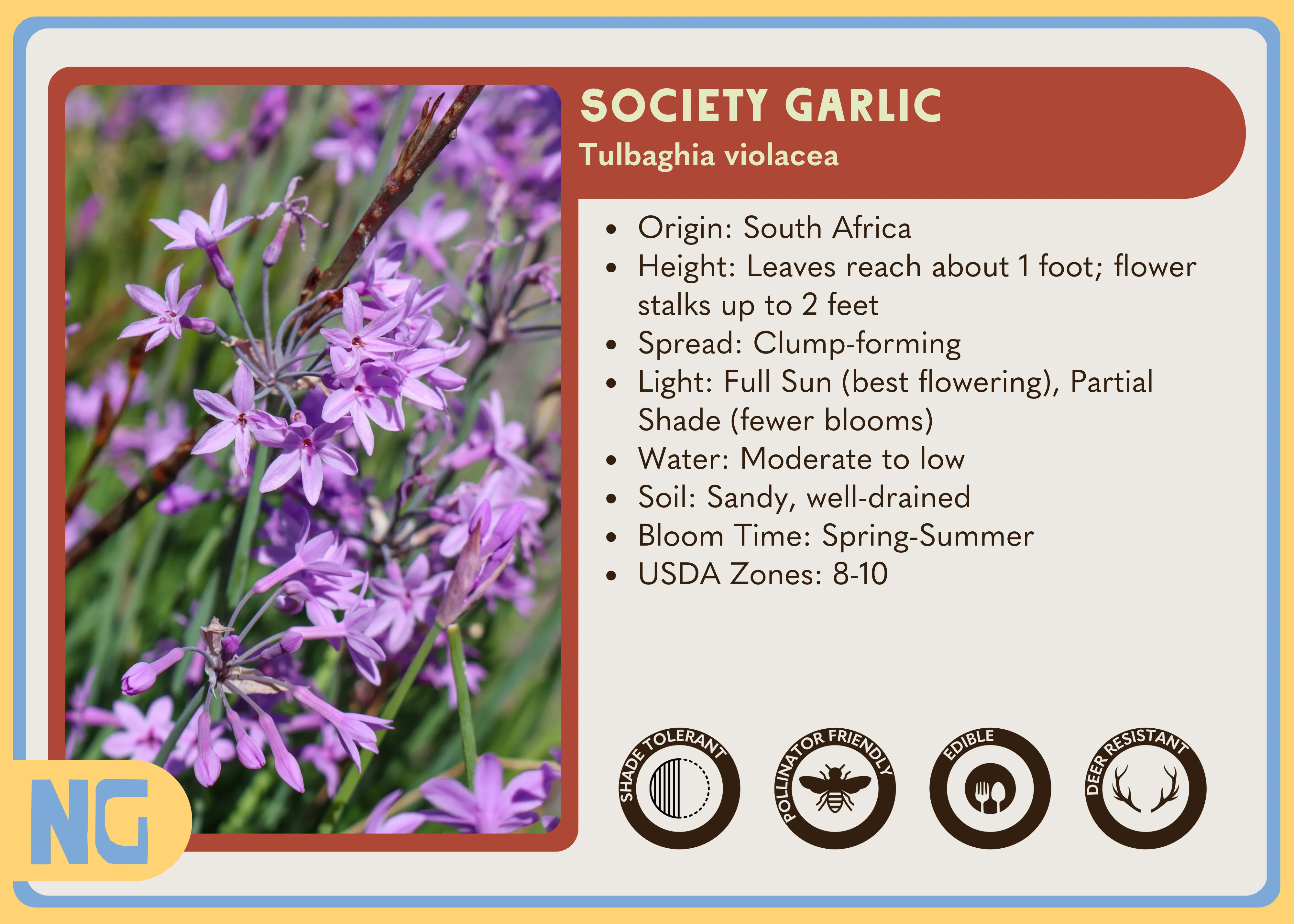 Society Garlic - Image 3
