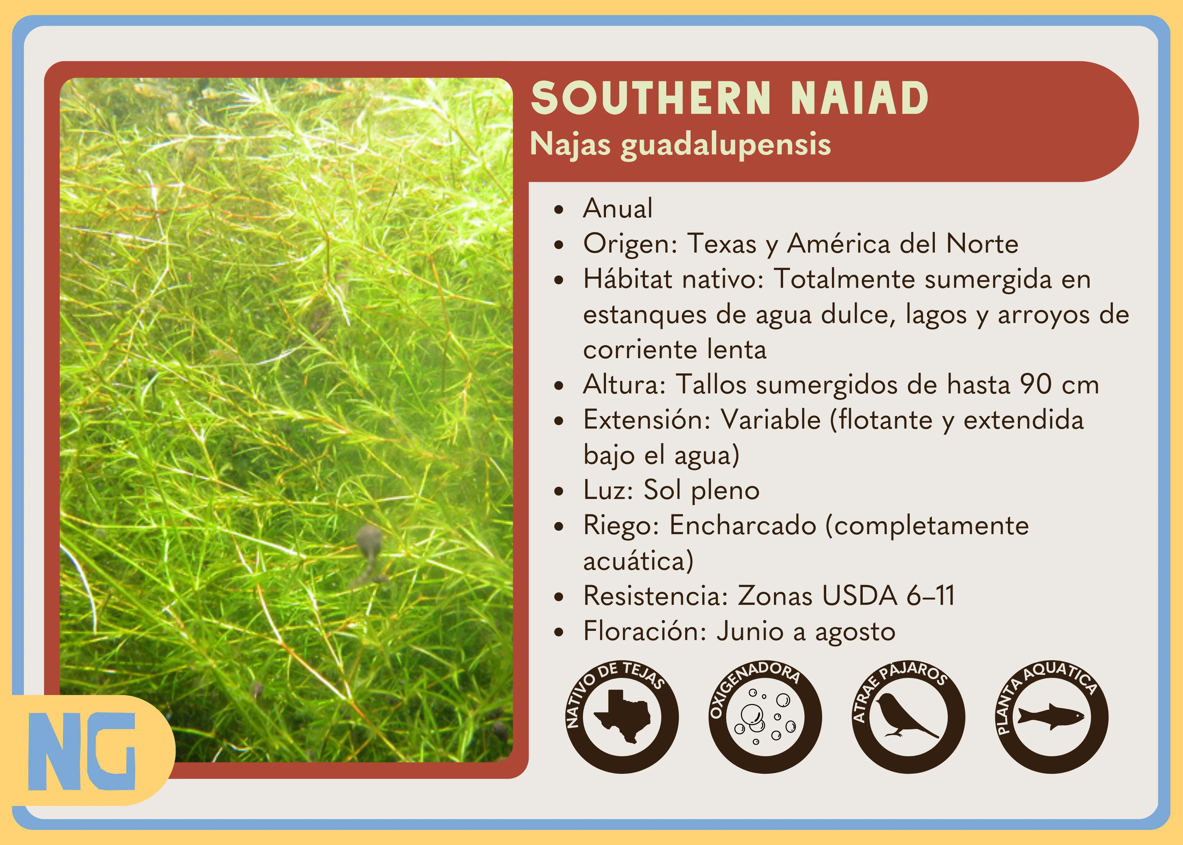 Southern Naiad - Image 3